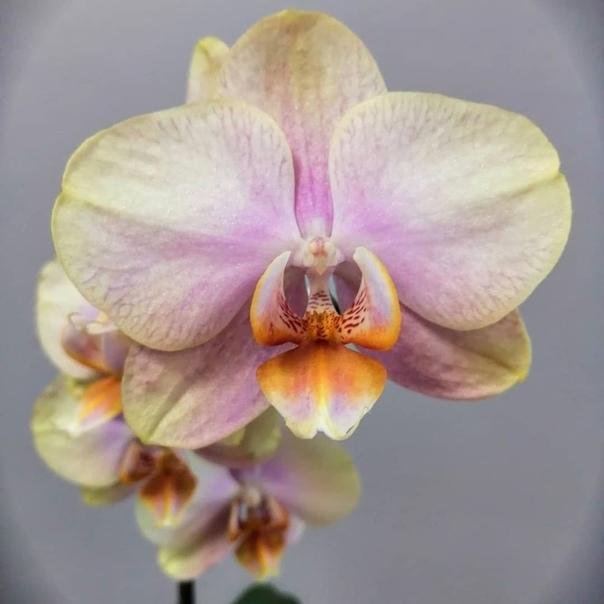 Фото орхидеи спаркс