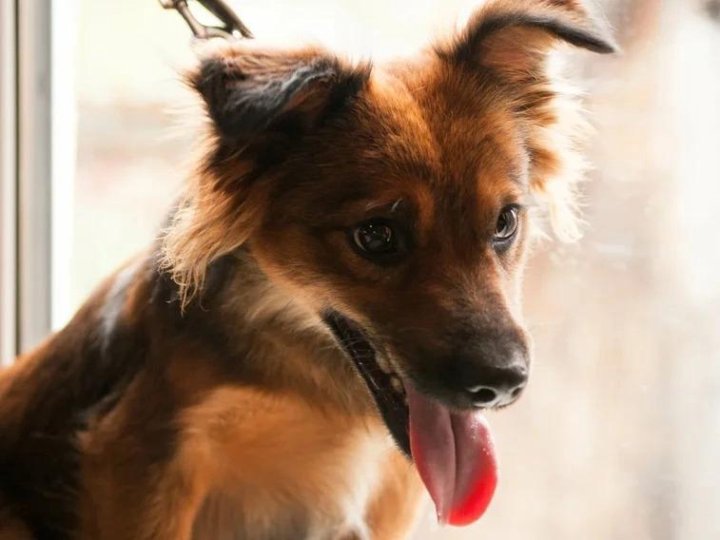 Кот и пес георгиевск