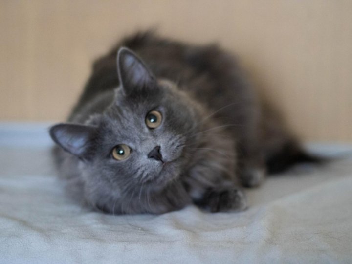 Сибирская голубая кошка