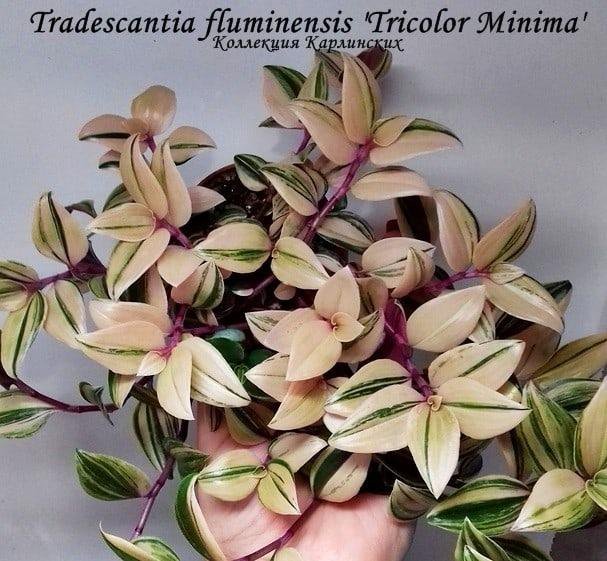 Традесканция Fluminensis Tricolor