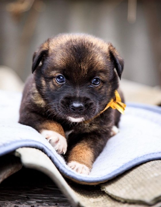 Таганрог авито собаки щенки. Щенок в хорошие руки таганрог. Собака в добрые руки ростовская область. Щенок в хорошие руки таганрог. Авито таганрог собаки в добрые руки.