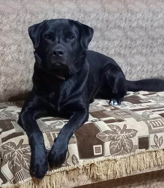 авито пятигорск собаки. белый кот ссерым пяном на голове. щенки в красноярске. авито пятигорск животные. собака пятигорск.