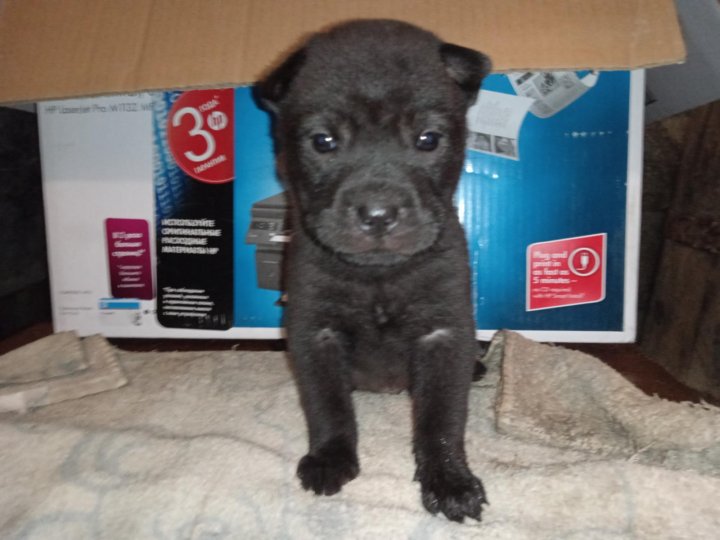 Щенки в добрые руки фото надписи. В добрые руки щенков окрас рыжий с белым. Щенки даром краснодар. Щенки мелкой породы даром. Щенки даром краснодар.