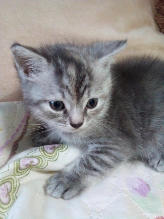 Отдам котят нея. Отдам котят нея