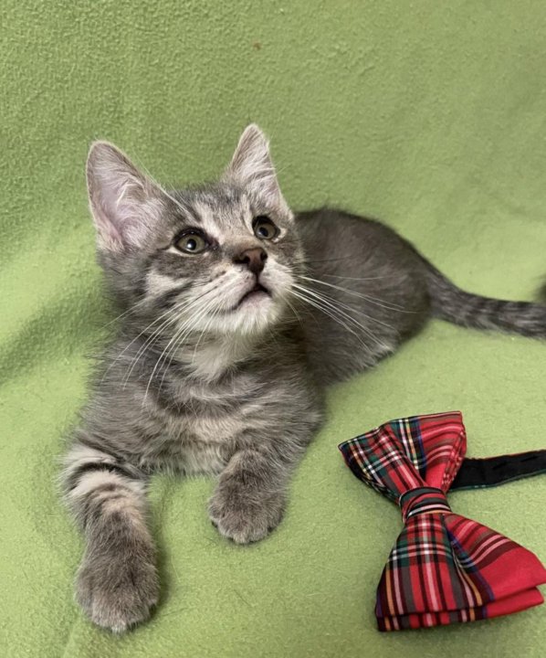 Котенок вася. Котик вася серый. Котенок какой вася. Кот вася котенок. Котенок какой вася.