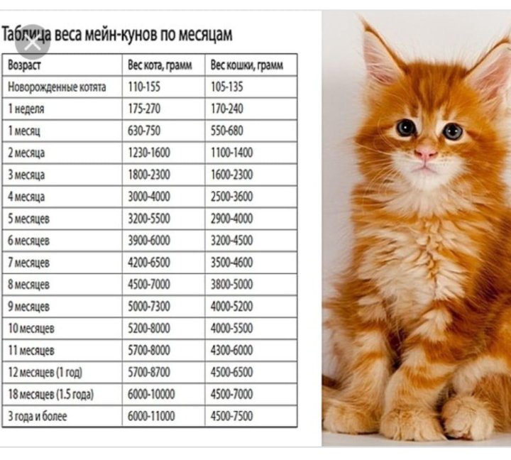 Размер домашней кошки. Таблица веса Мейн куна котенка. Сколько весят котята Мейн кун в 1 месяц. Вес котенка Мейн куна в 3 месяца. Вес и Возраст Мейн куна таблица.
