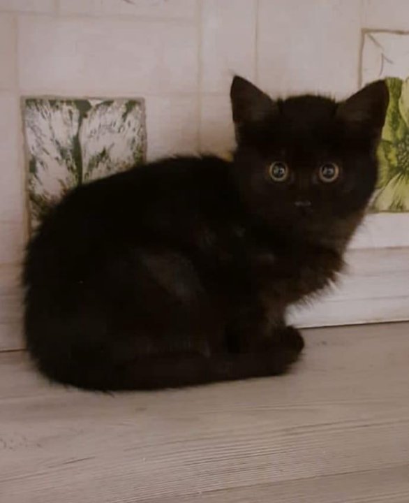 Бельгийско Рязанские котята. Билет черного котенка Рязань. Поиск кошка Рязань. Купить кошку в рязани