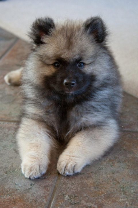 Keeshond Puppies for Sale - Available ERBEKEES-KEESHONDEN Keeshond puppy, Keesho