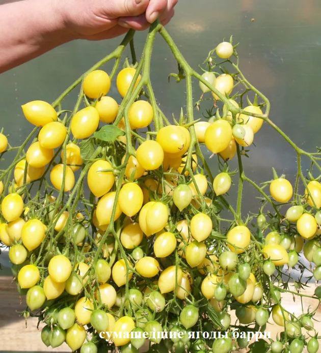 Томат барри отзывы. Томат сумасшедшие вишни Барри. Вишни Барри томат. Сорт томатов сумасшедшие вишни Барри. Томат сумасшедшие черри Барри.