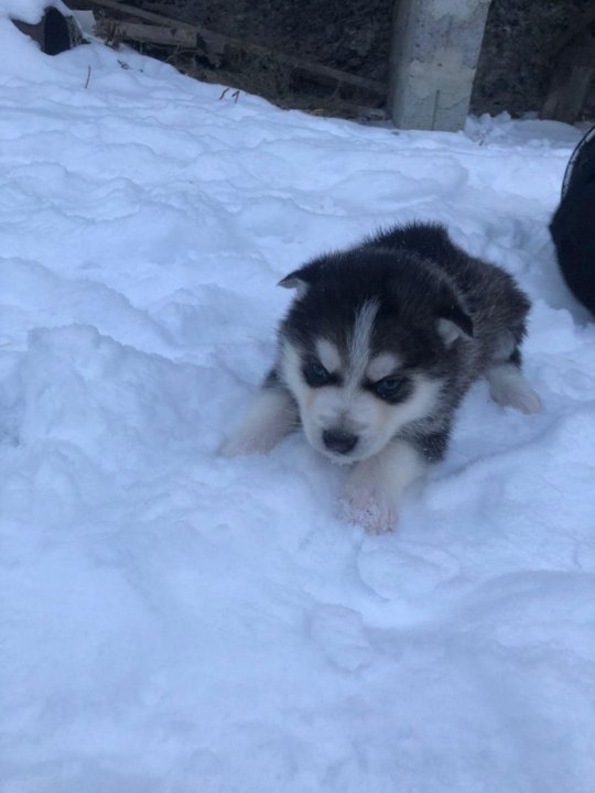 Хаски нижний