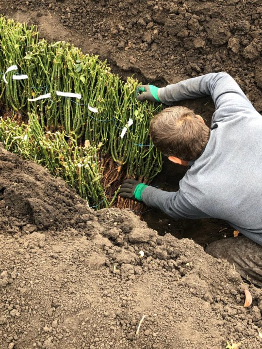 Саженцы роз тресоруково. Лаванда деление куста. Что можно сажать сейчас. Деление куста лаванды весной. Размножение лаванды делением куста весной.