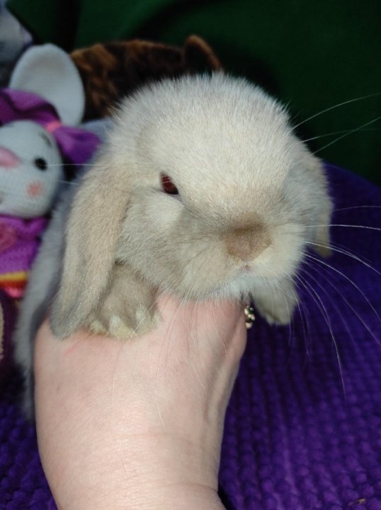 Карликовый кролик Минилоп. Кролик Минилоп альбинос. Минилоп белый. Минилоп кролик Размеры. Минилоп кролик купить