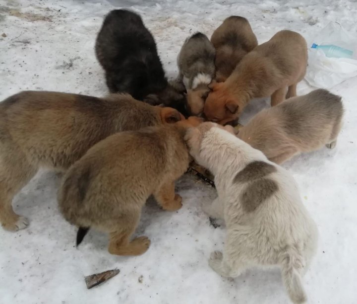 Животные шарыпово
