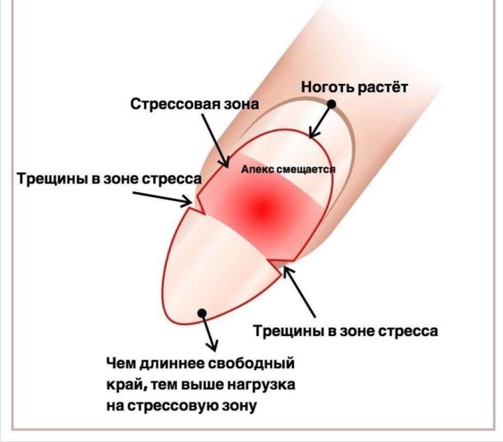 Архитектура ногтя при выравнивании базой схема