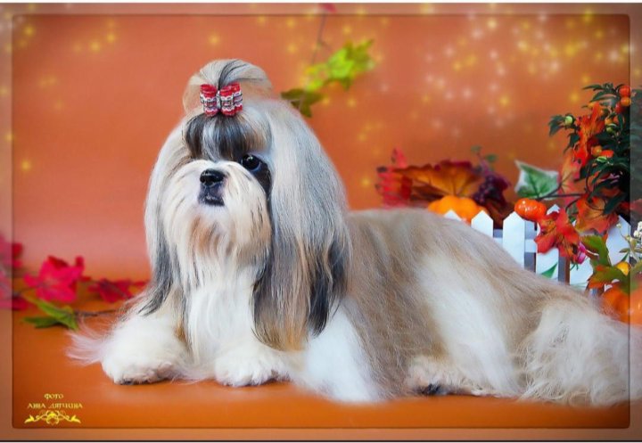 Стандарт ши тцу ркф. Стандарт ши тцу. Ши тцу стандарт. Ши тцу короткошерстные. Стандарт ши тцу.