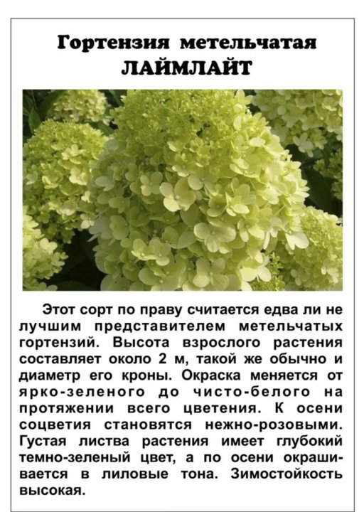 Картинки ГОРТЕНЗИИ ФОТО С НАЗВАНИЯМИ И ОПИСАНИЕМ