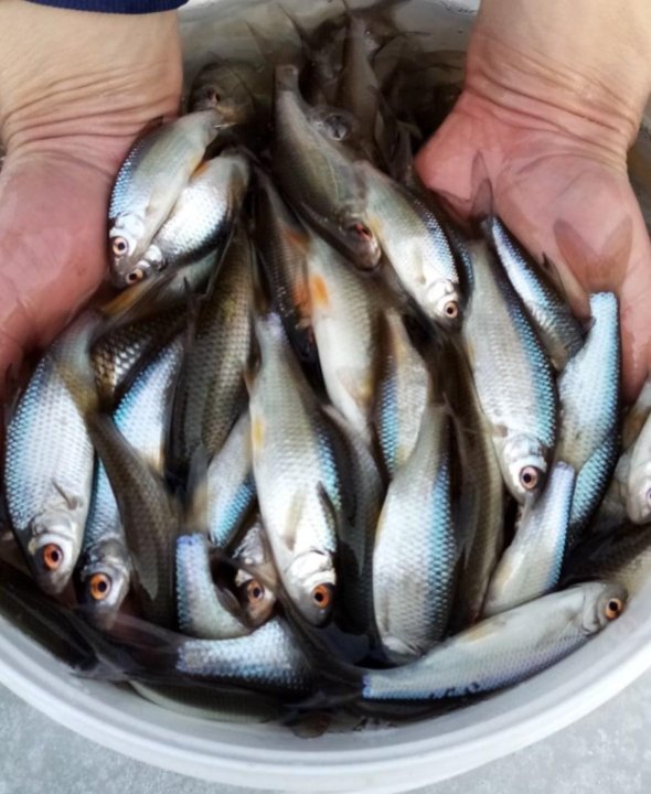 Купить Живца В Череповце На Авито