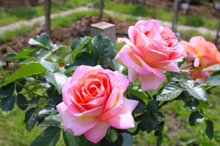 Роза эль фото и описание отзывы