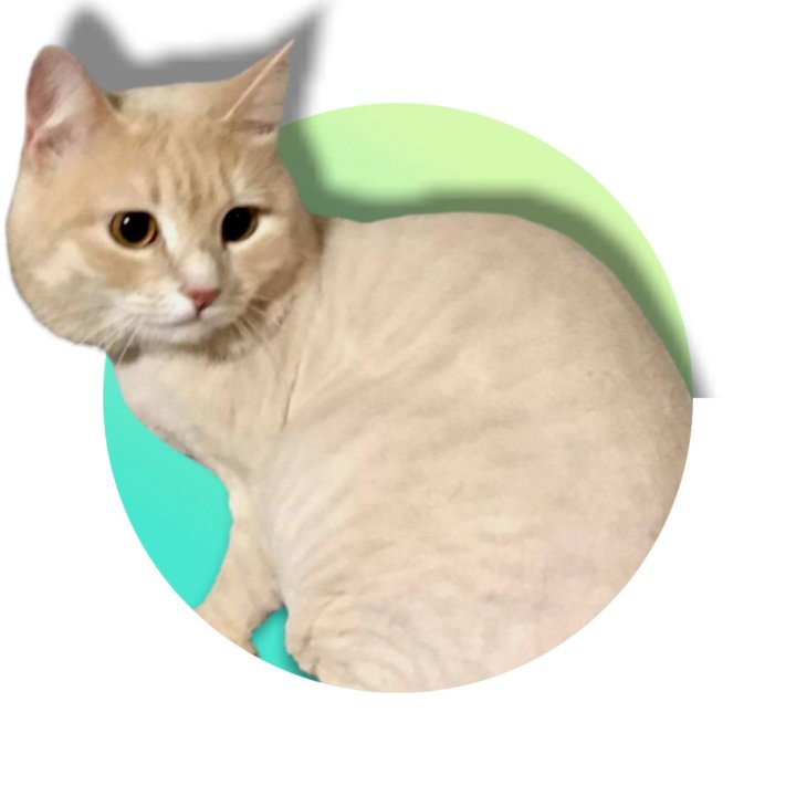 Чистый котик стерлитамак