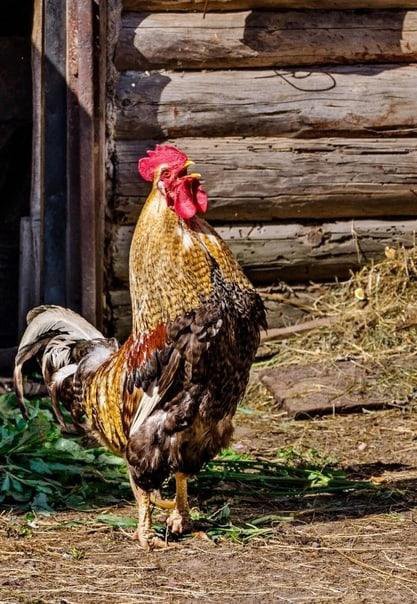 Какую птицу мы купили в этом году? Как ухаживаем? ДЕРЕВЕНСКИЙ ДНЕВНИК МАЛЬЧИКА Д