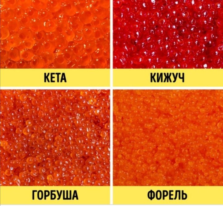 Как выглядит икра красной рыбы