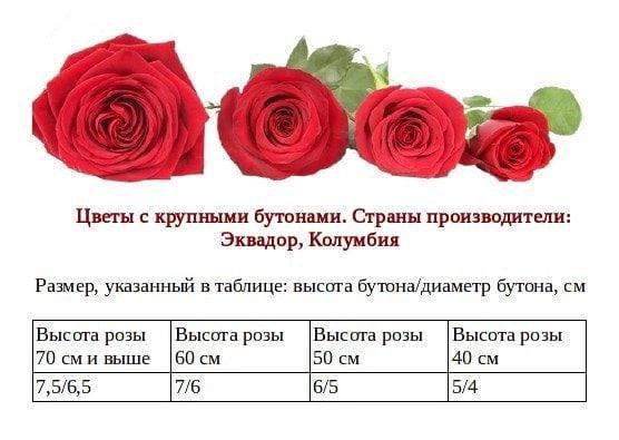 Виды роз таблица. Форма куста розы. Классификация роз схема. Средняя высота роз. Средняя высота роз.