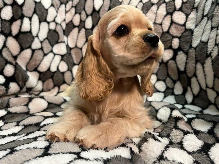 русский спаниель щенки. щенки спаниель спб. щенки спаниель спб. щенки спаниель спб. русский охотничий спаниель щенки.