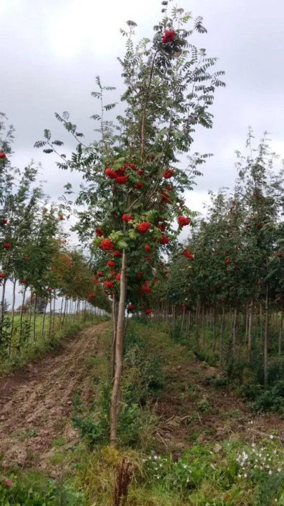 Невежинская Рябина Купить Саженцы