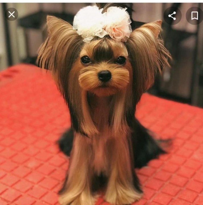 Стрижка йорка в азиатском стиле. Стрижка йорка в азиатском стиле. Стрижка йорка микки макс. Стрижка йорка девочки азиатский стиль. Йоркширский терьер корейская стрижка.