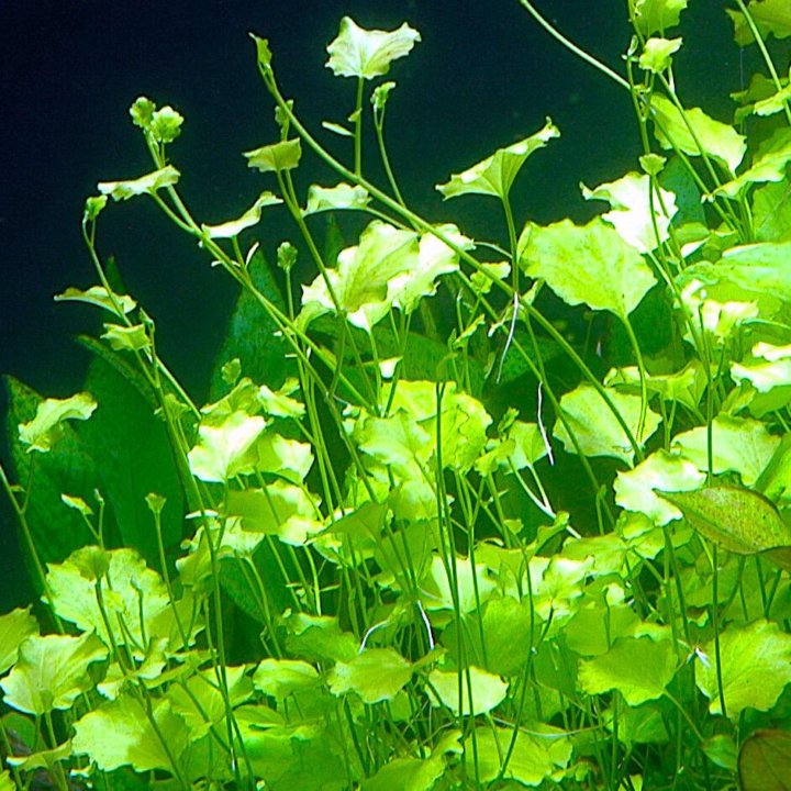 Жестколистные аквариумные растения с фото