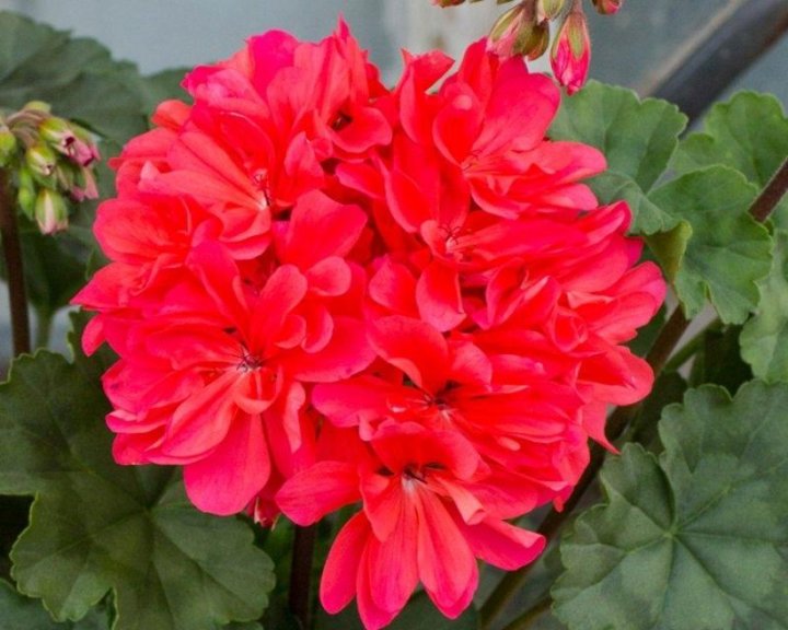 Pelargonium 