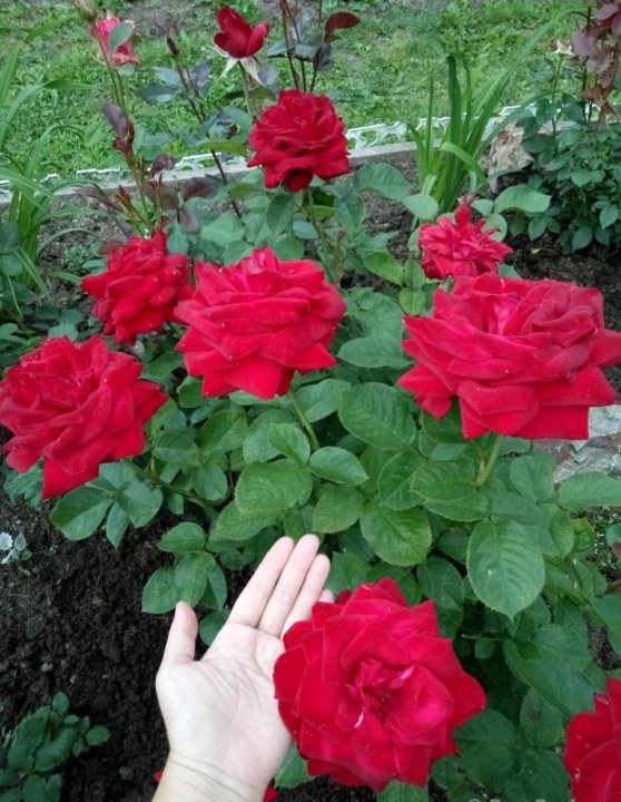 Роза бургунд 81 фото и описание