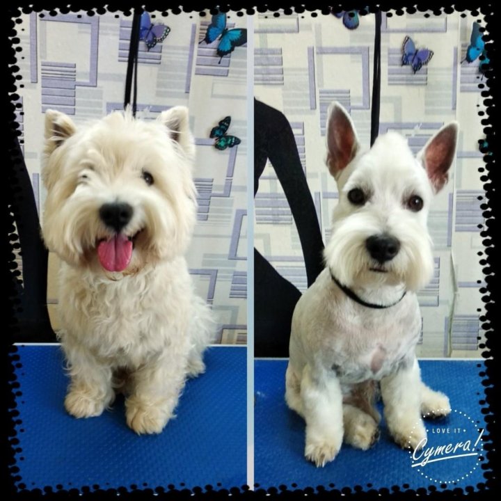 Гаванский бишон стрижка. Стрижка йорк мальчик короткая щенок. Груминг объявление. Авито грумер. Стрижка собак ильинское шоссе глухово.