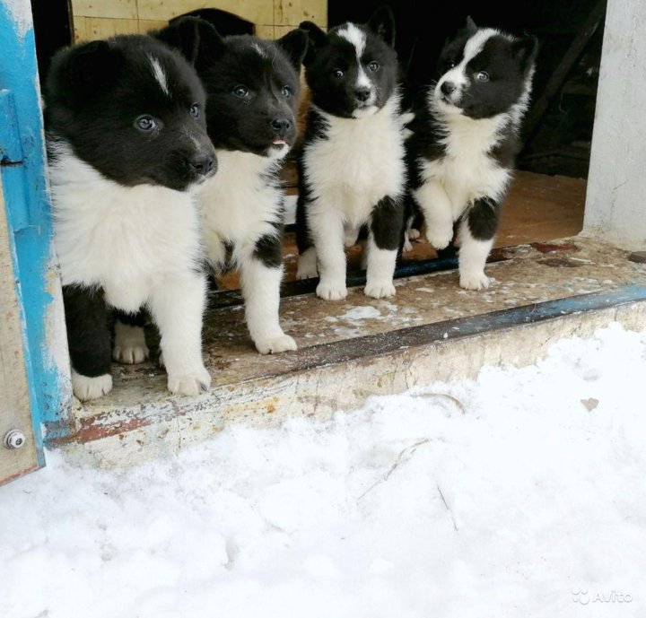 Щенок русско европейской лайки в 3 месяца фото