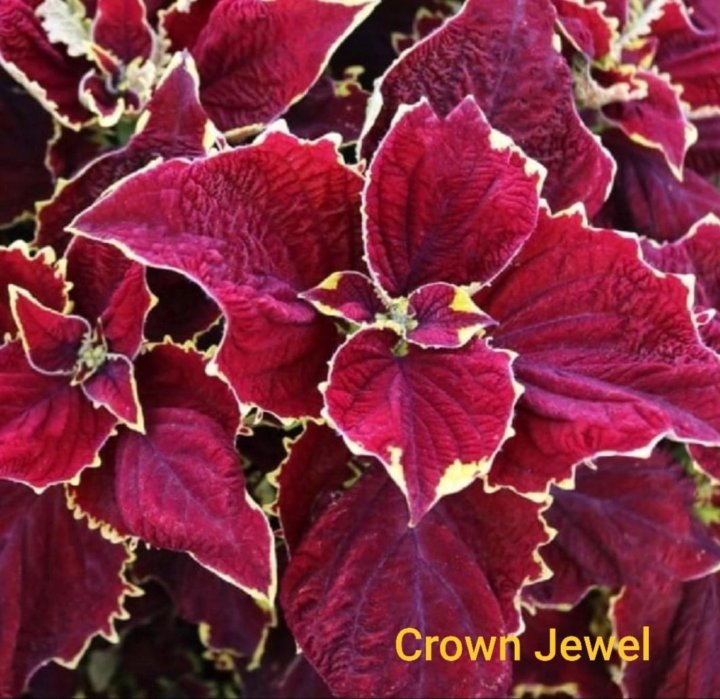 Колеус wildfire ignition. Колеус церинария. Колеус presidio. Колеус анаконда. Колеус ренельта.