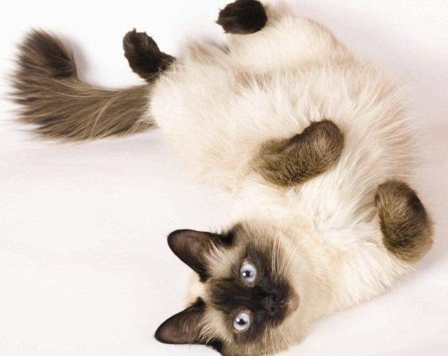 Сиамский котик