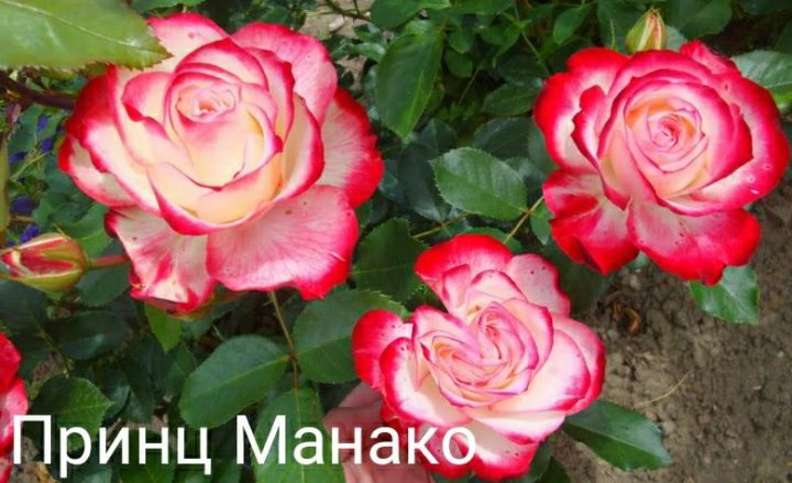 Роза монако фото и описание