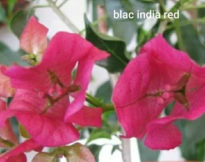 Бугенвиллия Black India Red