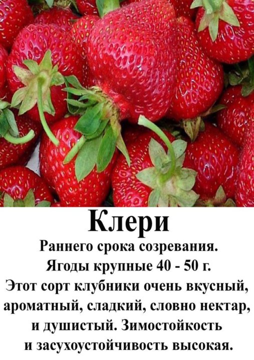 13 40 13 для клубники