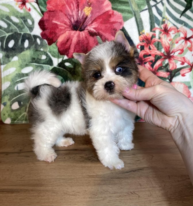 Купить Щенка Бивер В Москве Недорого