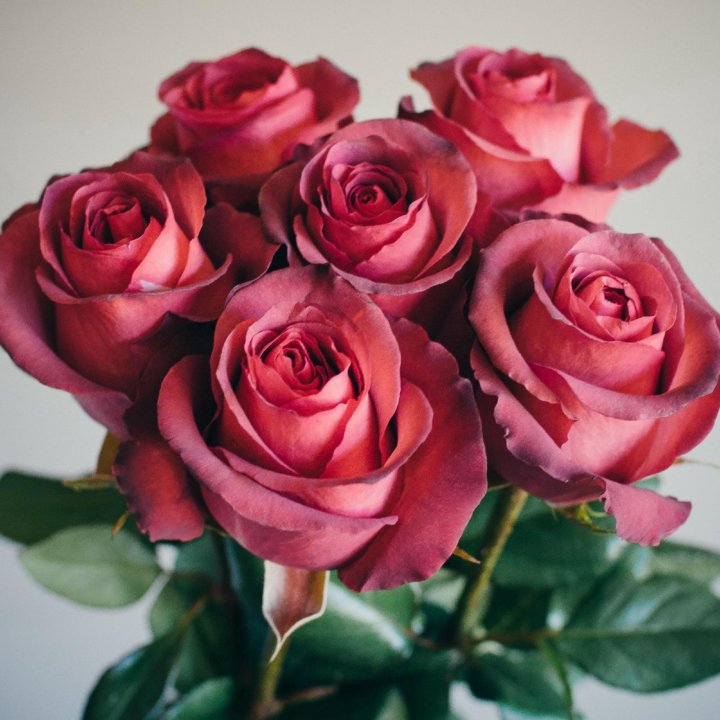 Матильда роза описание фото и - Onnyx.ru