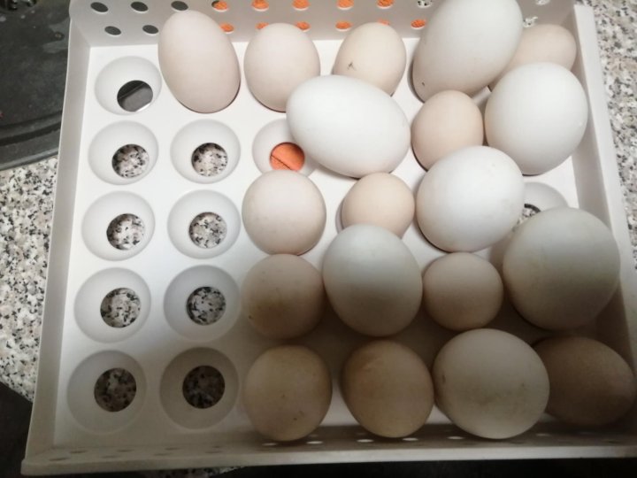 Hub 1007011 яйцо инкубационное. Инкубационное яйцо индоутки. Сорт гусиное яйцо. Инкубация яиц индоутки. Где купить гусиные яйца