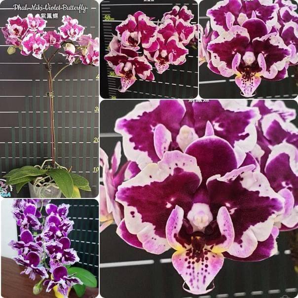 Фаленопсис miki dancer. Miki splash butterfly. Бабочки как капли краски. Бабочка на воде. Фаленопсис арт нуво бабочка.