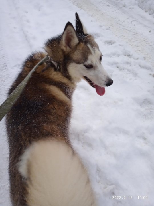 Лайка серо белая. Русско-европейская лайка лайки. Собака в хрущевке. Русско-европейская лайка. Нашлась лайка.