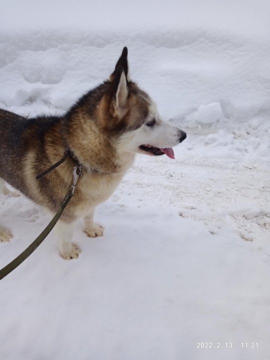 лайка пермь. лайки урала выставка. лайка с хозяином. щенки лайки пермский край. лайка пермь.