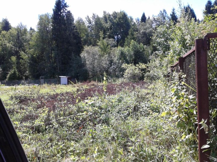 Участок гранич т с лесом. Участок гранич т с лесом. Поселок головино. Земельный участок в лесу. Участок возле леса.