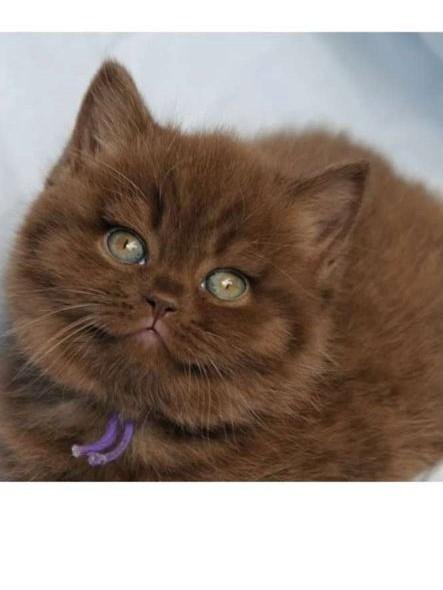 Кот коричневый