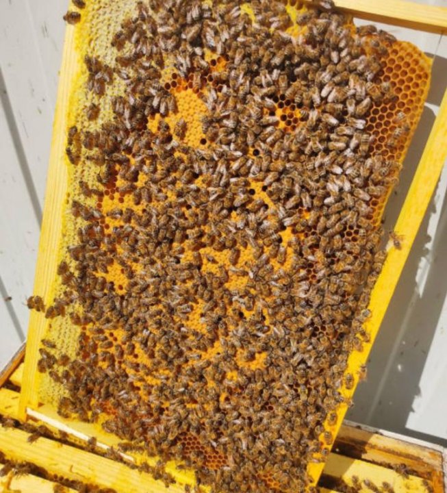 Пчелопакеты бакфаст купить на 2024