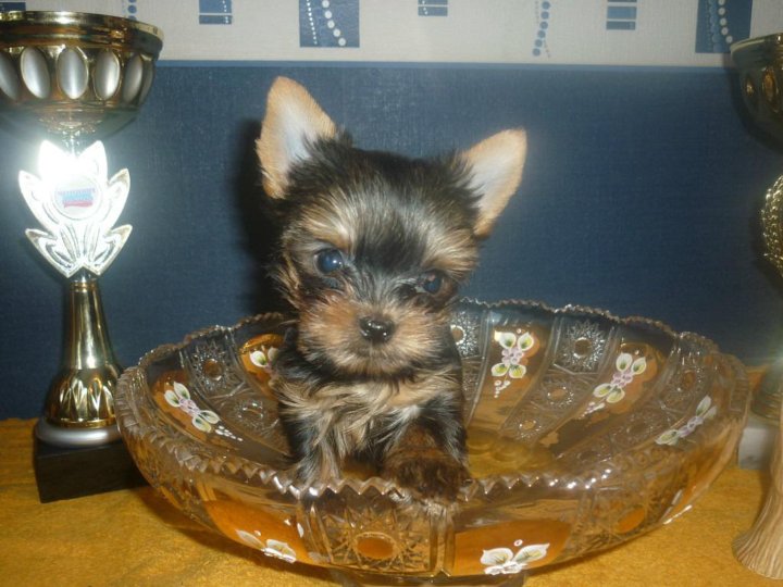 Йорки екатеринбург. Питомник маленькое чудо йорки. Йорки в екатеринбурге. Питомник йоркширских терьеров екатеринбург мини щенки цена. Йорки екатеринбург.