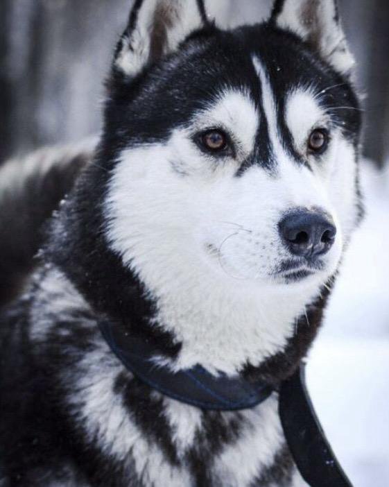Хаски кемерово. Вязка хаски. Husky TSV. Хаски вязка картинки